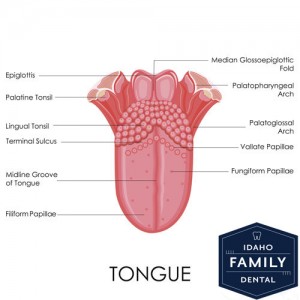 A diagram explaining all of a tongue.